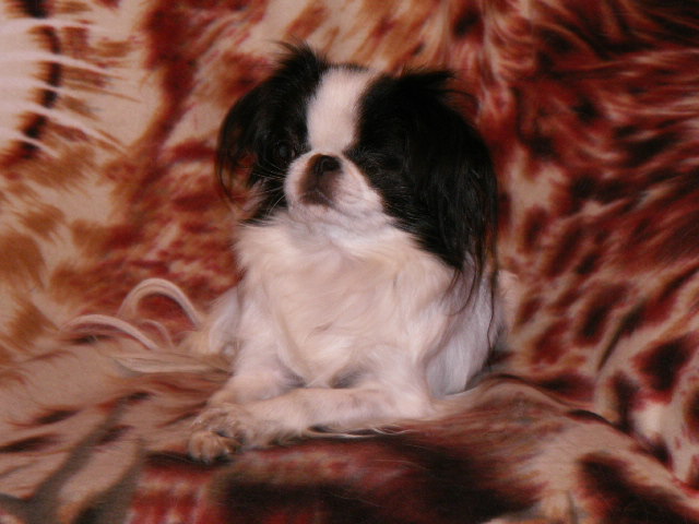 Geisha des Rubis de lady C