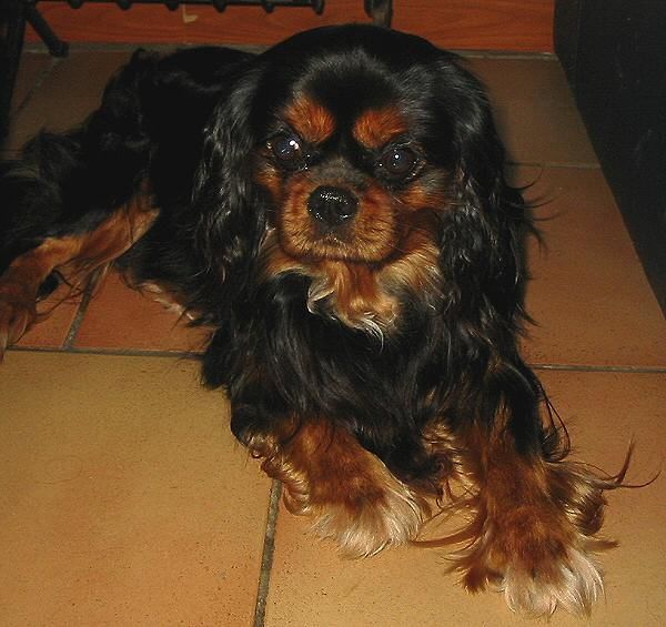 Ricchi De sophline