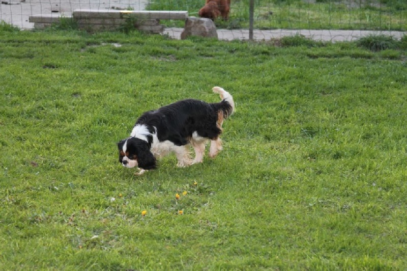 Lutine (luka) van het donckmeertje